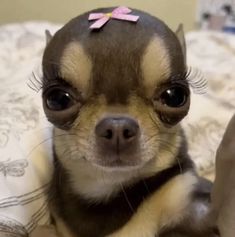 a small dog with a pink bow on it's head sitting on a bed