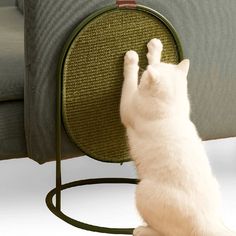 a white cat sitting on its hind legs next to a green chair and scratching it's back