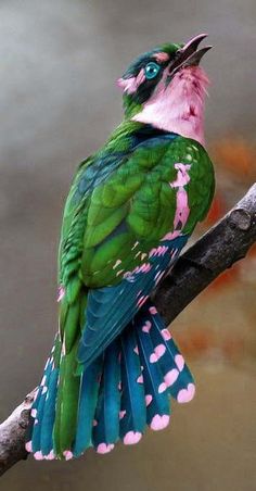 a colorful bird sitting on top of a tree branch