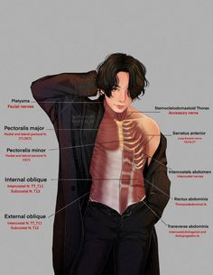 the anatomy of a man's torso and chest, with labels on each side