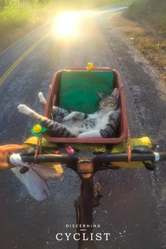 a cat laying in the back of a bicycle