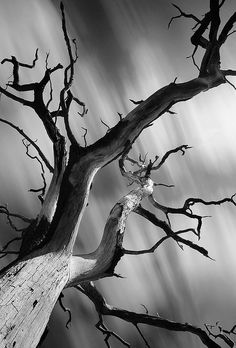 a black and white photo of a woman's face with trees growing out of her head