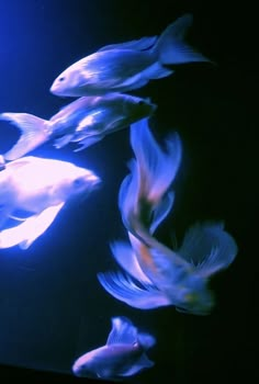 several fish swimming in an aquarium with blue lights on the bottom and black back ground