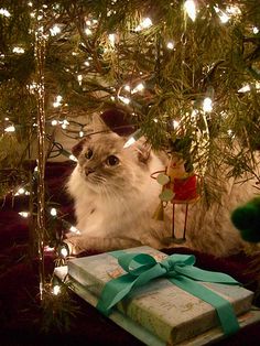 a cat sitting under a christmas tree next to a card with an image of a cat on it