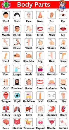 the body parts and their functions are shown in this poster, which shows how many different types