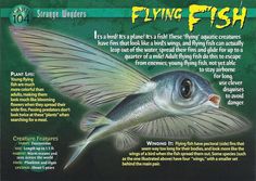 the back side of a card with an image of a flying fish in it's mouth