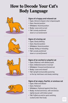 how to decode your cat's body language in english and spanish, with instructions for