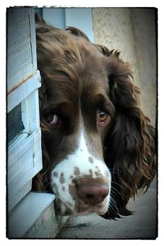 a brown and white dog looking out the window with his head hanging over the ledge