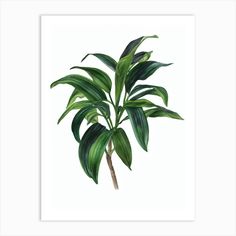 a plant with green leaves in a white frame