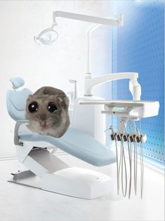 a cat sitting on top of a dental chair