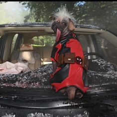 a dog wearing a red and black jacket sitting on the hood of a car with it's tongue out