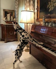 a dalmatian dog standing on its hind legs to play the piano with someone