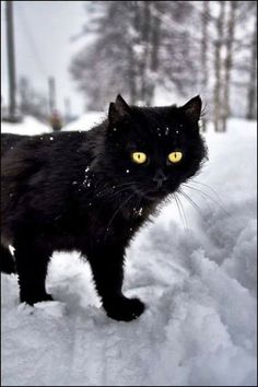 a black cat with yellow eyes standing in the snow