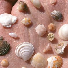 a person's hand with shells on it