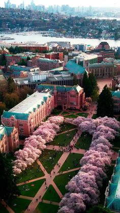 an aerial view of the campus with cherry blossoms in bloom