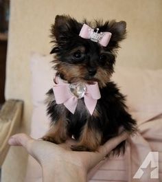 the small dog is wearing a pink bow tie and sitting on someone's hand