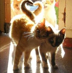 two cats standing next to each other in front of a door with the light shining on them