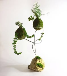 a rock with plants growing out of it's sides, on a white background