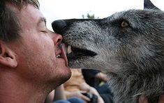 Wolves as pets and working animals - Wikipedia Animals Kissing, Wolf People, Dog Kisses, Pack Leader, Dog Facts, Surprising Facts, Work With Animals, White Wolf, People In Need