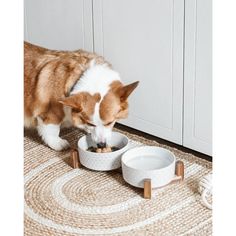 a brown and white dog eating food out of a bowl on the floor next to a rug