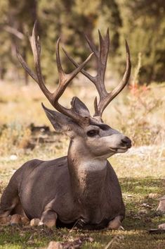 a deer laying down in the grass with antlers on it's head