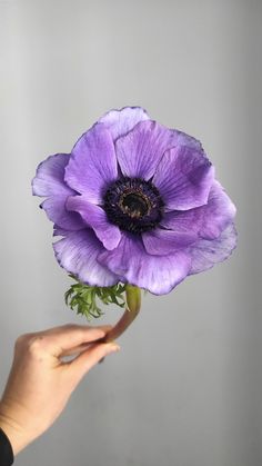 a person holding a purple flower in their hand