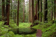 a pond in the middle of a forest surrounded by tall trees