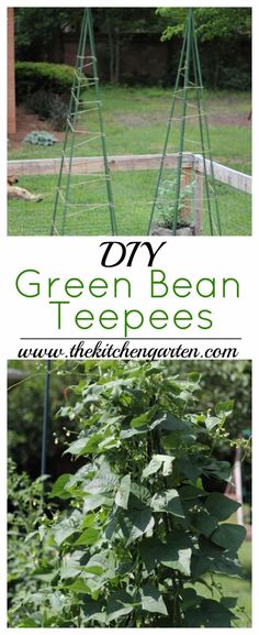 green bean trees in the garden with text overlay that reads, my green bean tree pees