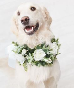 a white dog wearing a flower collar with greenery around it's neck and smiling at the camera