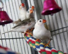 two white birds are perched on a colorful bird toy with bells hanging from it's sides