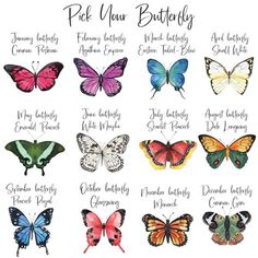 the butterflies are all different colors and have names for each one on their back side