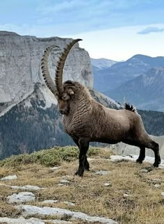 an animal with long horns standing on top of a hill next to rocks and mountains