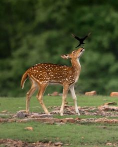 a small deer standing on top of a grass covered field next to a black bird