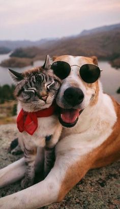 Can Cat And Dog Have A Baby? Calin Gif, Dog Cat Pictures, Wonder Pets, Cat Vs Dog, Funny Cat Wallpaper, Silly Cats Pictures, Cat Pose, Funny Cats And Dogs, Dog And Cat