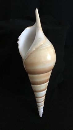 a white shell on a black background with the bottom half turned to look like a cone