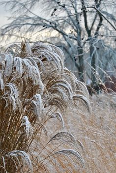 the tall grass is covered in ice and snow