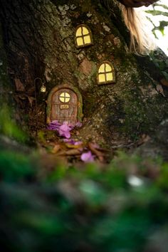 a fairy house built into the side of a tree