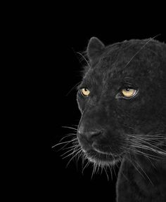 a black leopard with yellow eyes looking at the camera