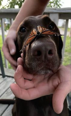 a person holding a dog with a butterfly on it's head in their hand