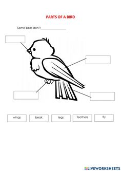 the parts of a bird worksheet for kids to learn with pictures and words