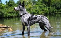 a black and white dog standing in the water