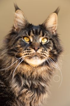 a close up of a cat with yellow eyes