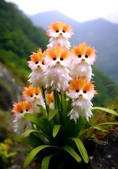 some white and orange flowers are on the edge of a cliff side with mountains in the background