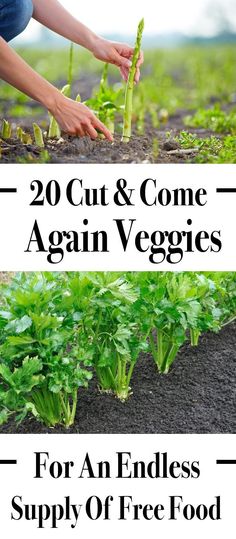 two pictures with the words 20 cut and come again veggies for an endless supply of free food