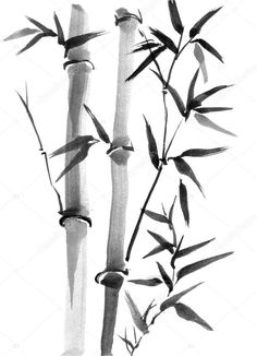 an ink drawing of two bamboos and one is black and white with watercolor