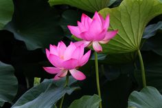 two pink water lilies blooming among green leaves