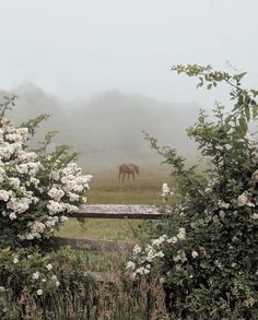 a horse is grazing in the foggy field with white flowers on it's bush