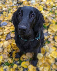 a black dog is sitting in the leaves