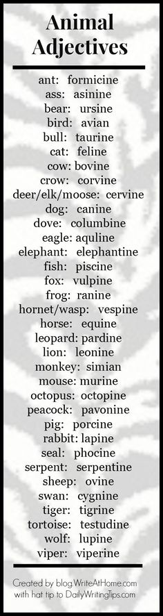 an animal print poster with the words animal archivess written in black and white on it