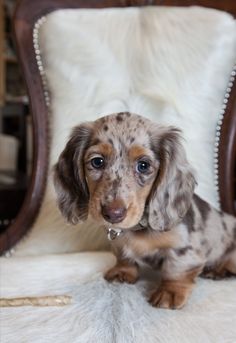 a small brown and black dog sitting on top of a white chair next to a mirror